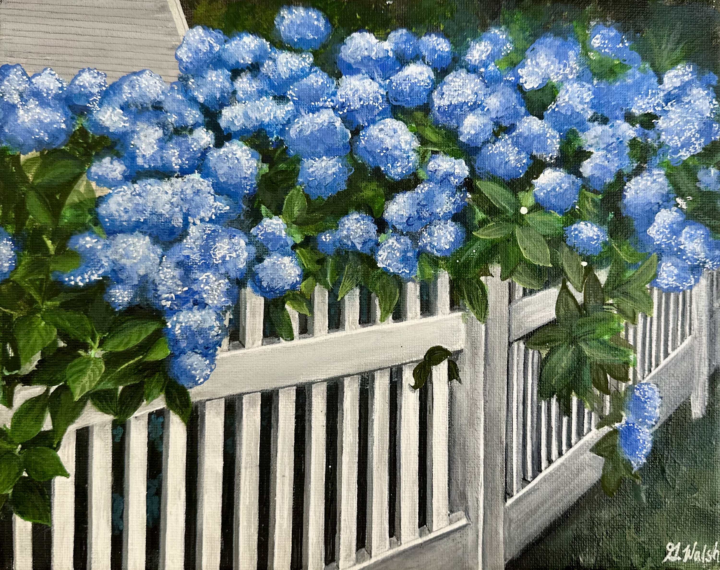 Hydrangeas in the Cape